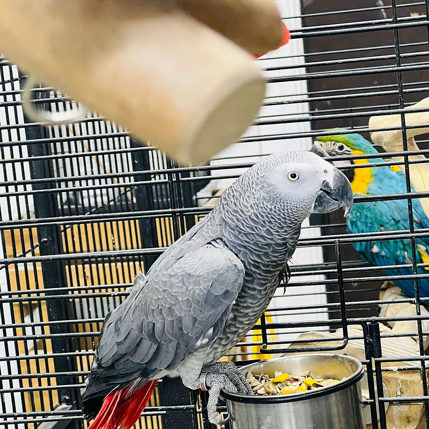 African Greys