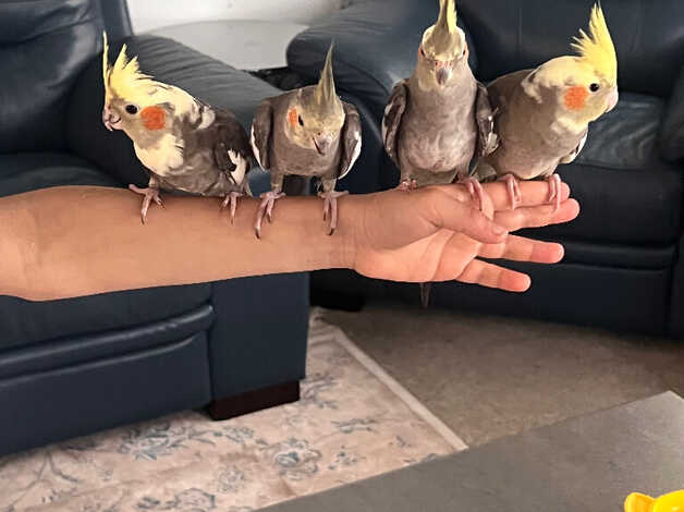 Cockatiels