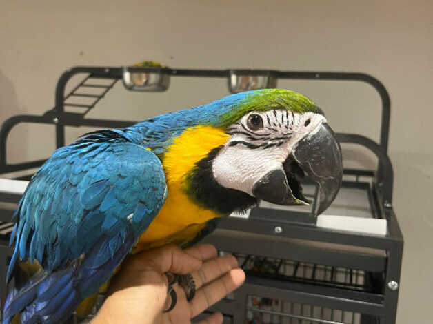 Macaws
